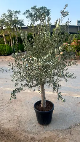 Spainish Olive Tree ~ 130Cm Trunk Dia