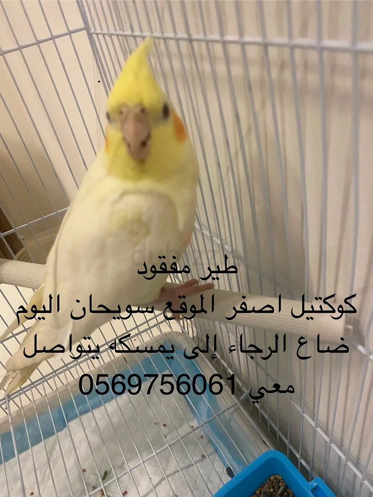 طير كوكتيل ضايع63232646959874111