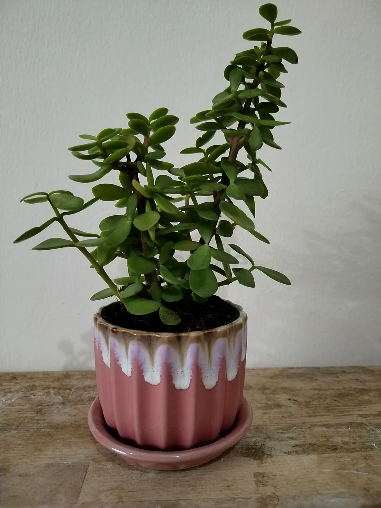 “Lucky Jade Plant in Ceramic Pot – AED 25 Only | Free Delivery on 4+”63219822877698113