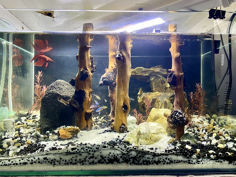 Beautifully Planted Aquarium for Sale! With fish63264078303491111