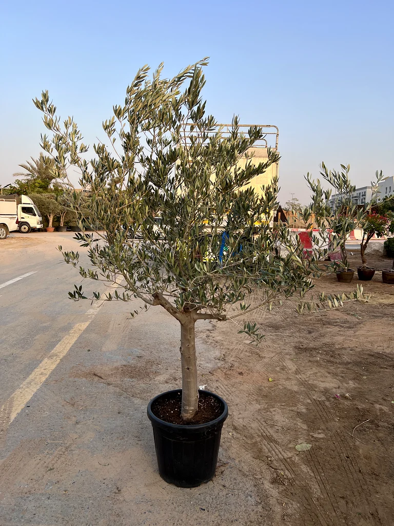 Stunning 170cm Olive Tree - Perfect for Your Garden!63221349648386112