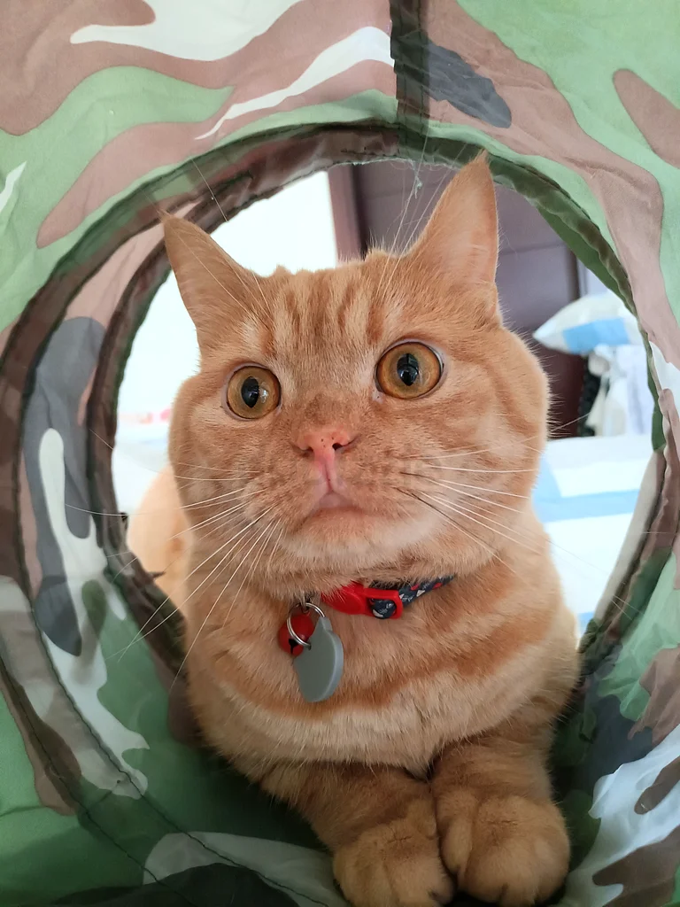 Cat For Adoption63437790614913112