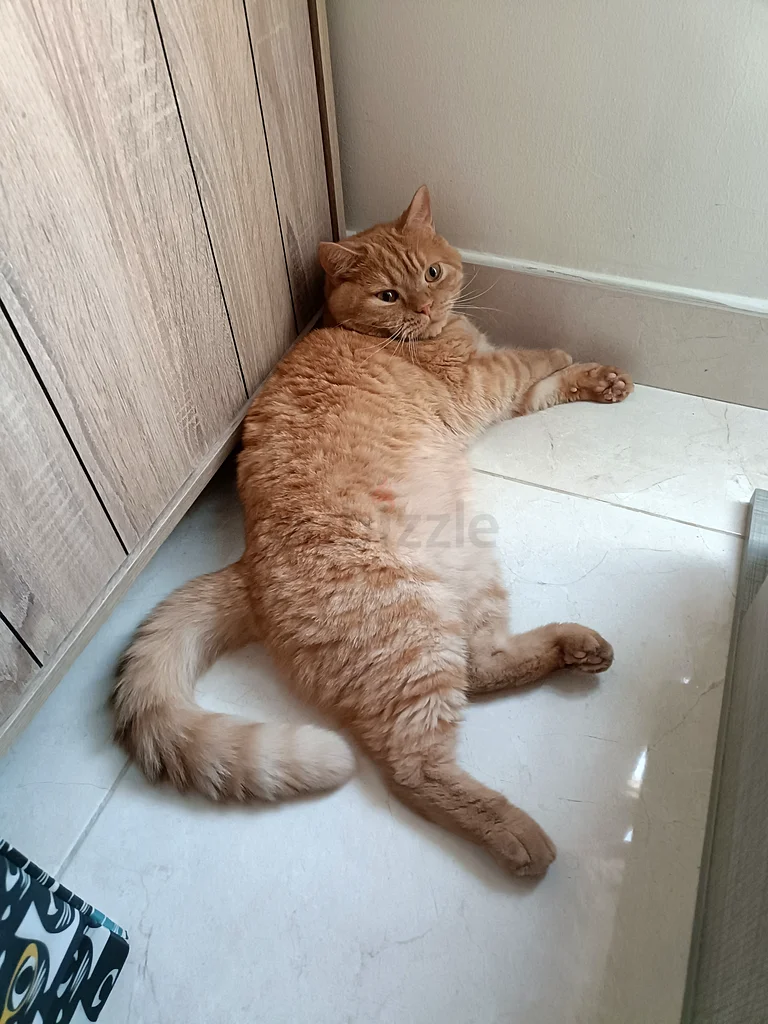 Cat For Adoption63437790614913113