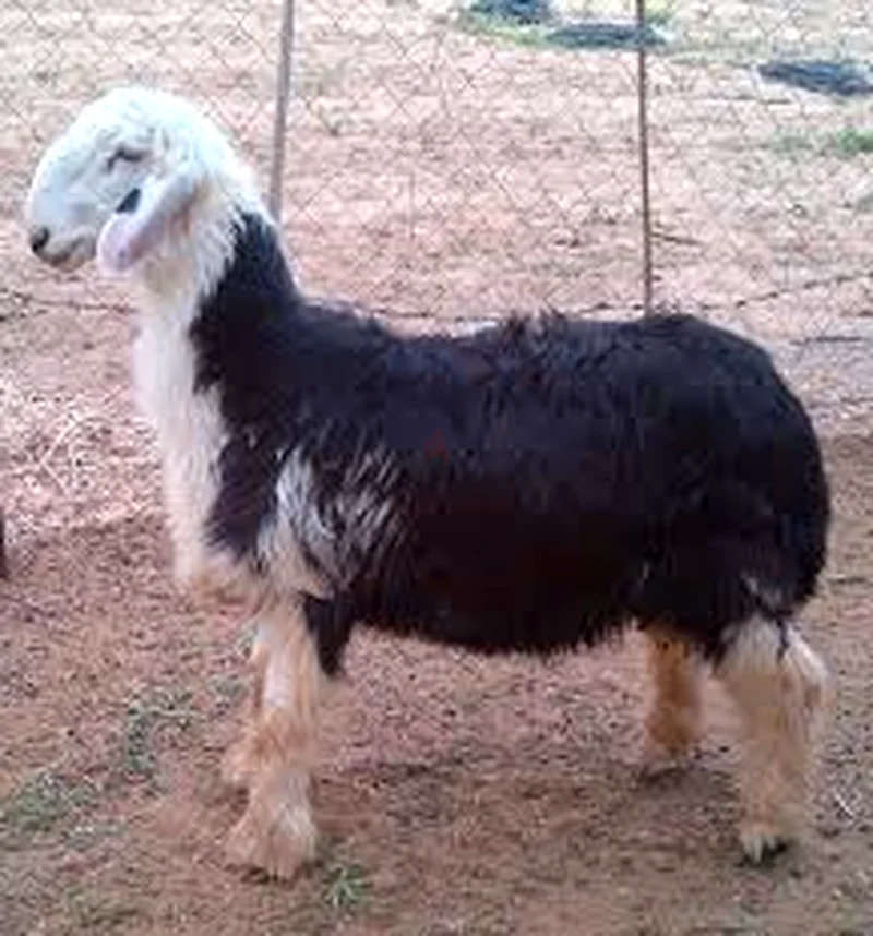 Direct sale from the farm - Neaimi and Najdi goats in Abu Dhabi63258137204227113