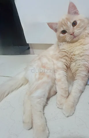 Shop cats for adoption dubizzle Online Sale