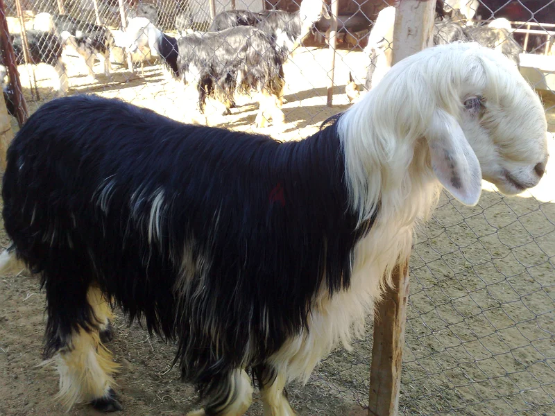 All types of Najdi, Neaimi, and Somali goats are available at reasonable prices.63258137212417111