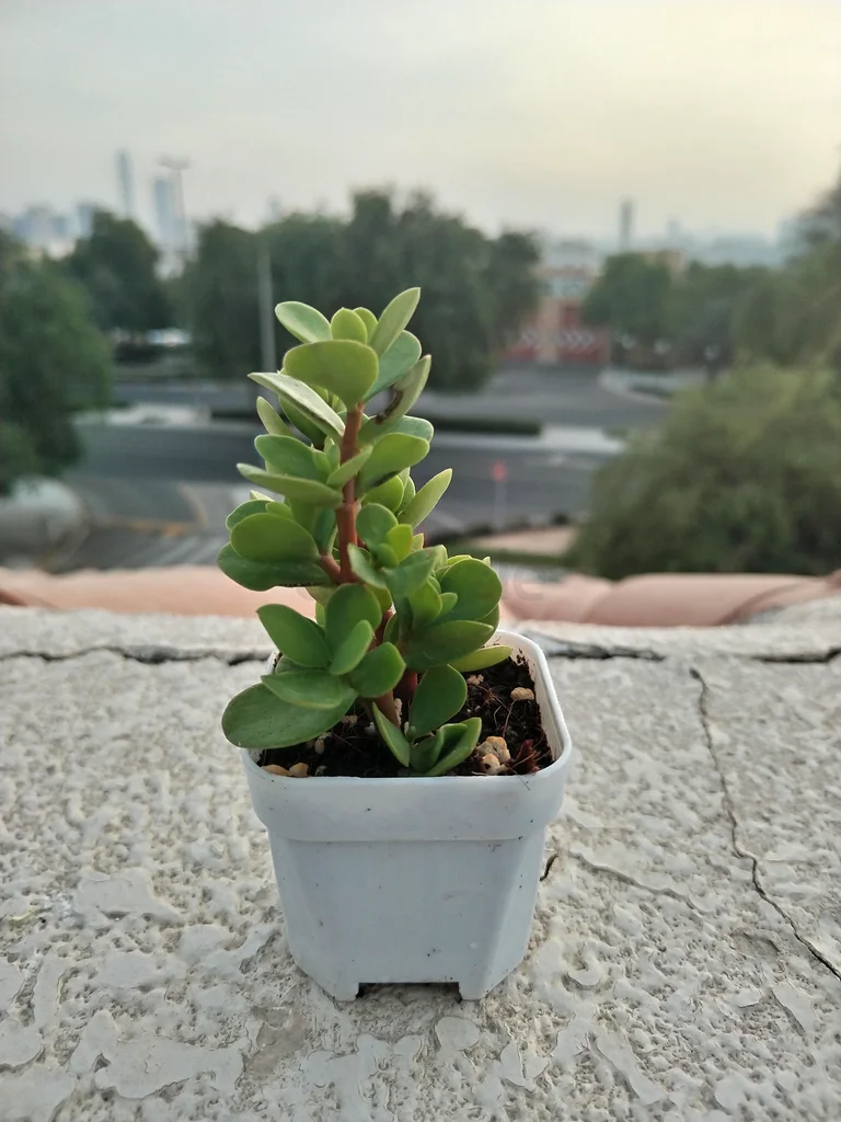 Lucky Jade Plant in Plastic Pot – AED 5 Only63219822547842111