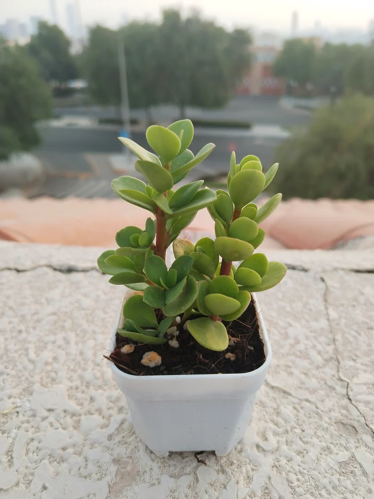 Lucky Jade Plant in Plastic Pot – AED 5 Only63219822547842112