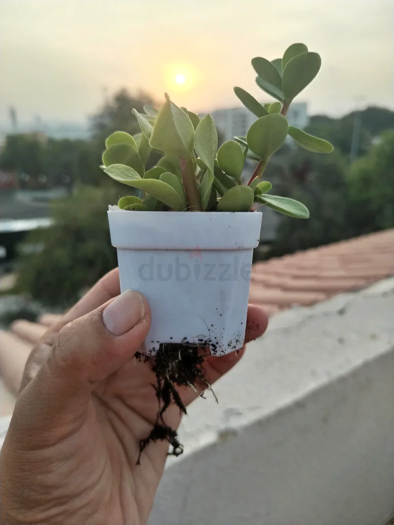 Lucky Jade Plant in Plastic Pot – AED 5 Only63219822547842114