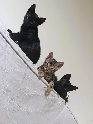 Shop cats for adoption dubizzle Online Sale