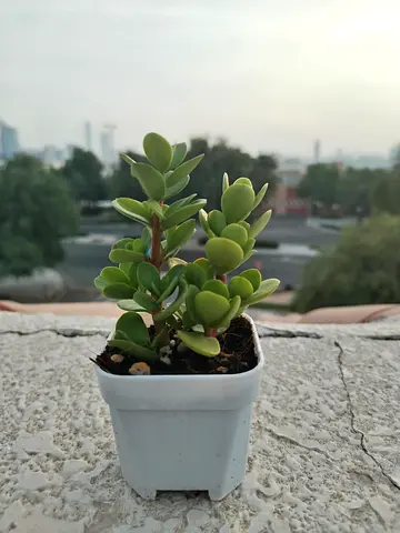 Lucky Jade Plant in Plastic Pot – AED 5 Only