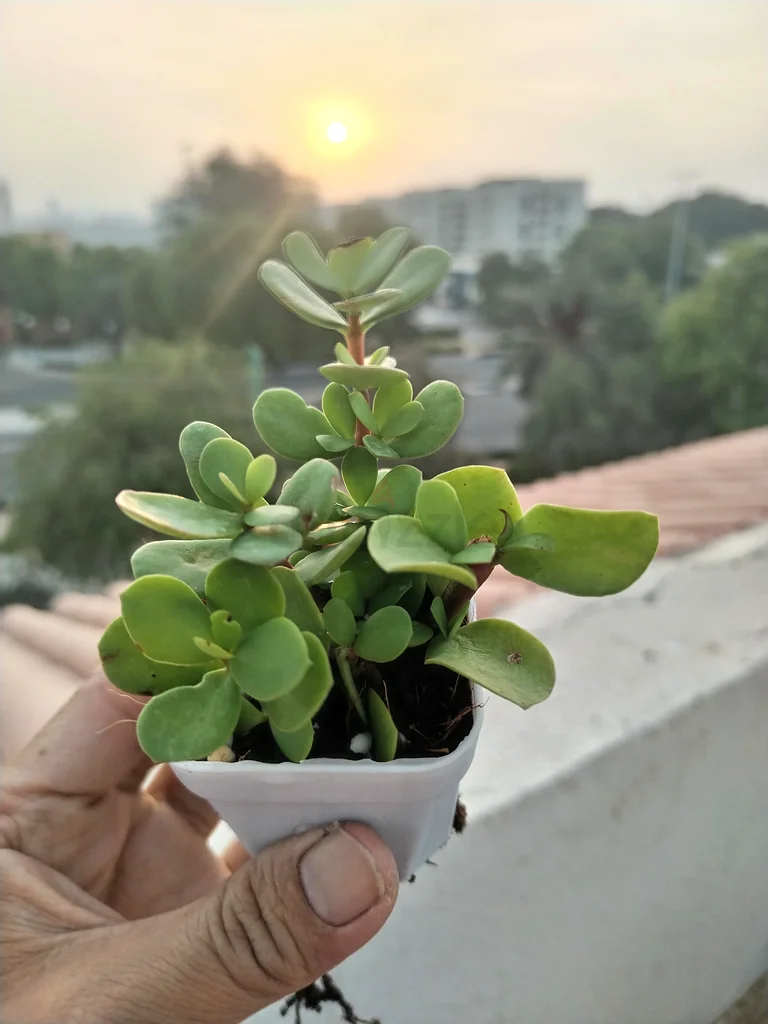Lucky Jade Plant in Plastic Pot – AED 5 Only63219822547842113