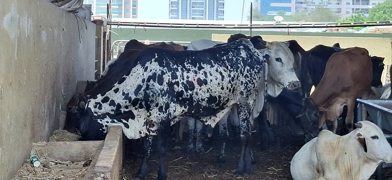 Quality Livestock for Sale - Healthy Cattle63258137226370111