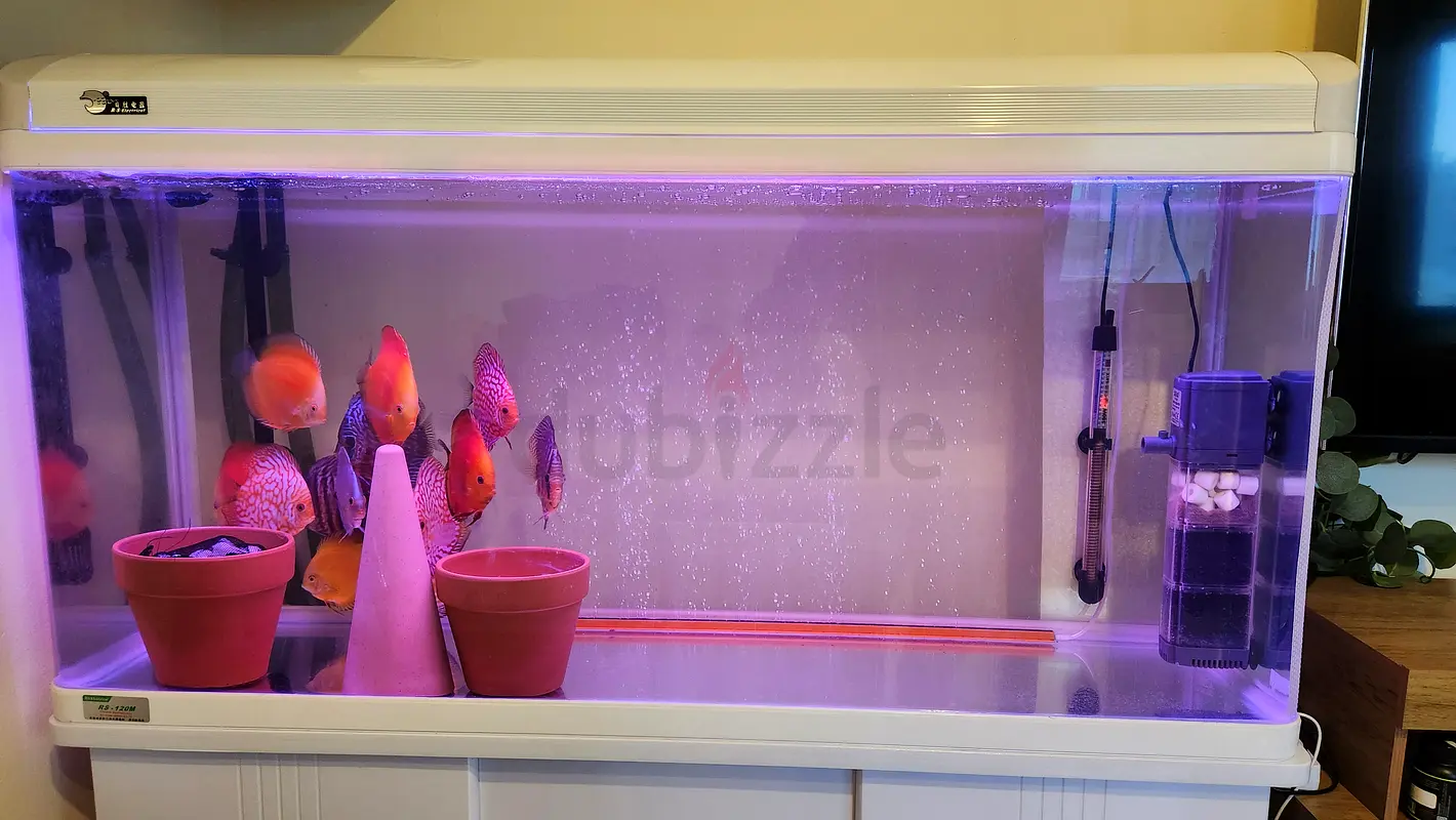 Aquarium tank