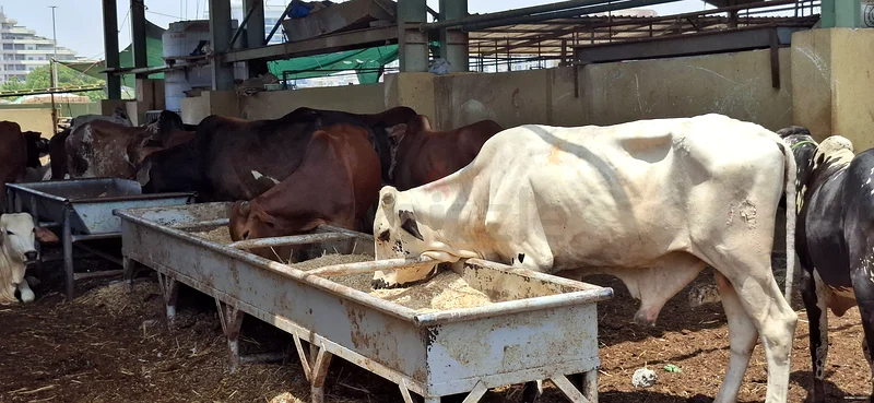 Quality Livestock for Sale - Healthy Cattle63258137226370112