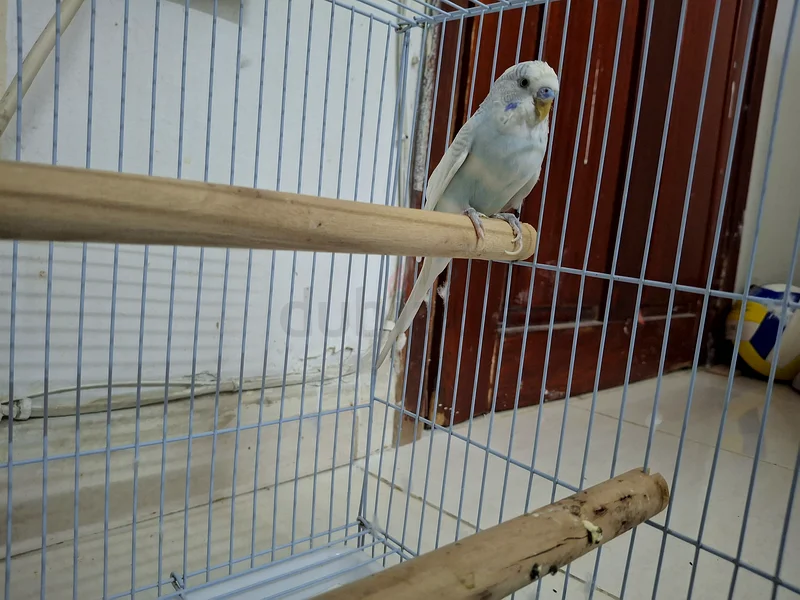 Large Metal Cage for Pets - Perfect for Birds or Small Animals!63172683941122111