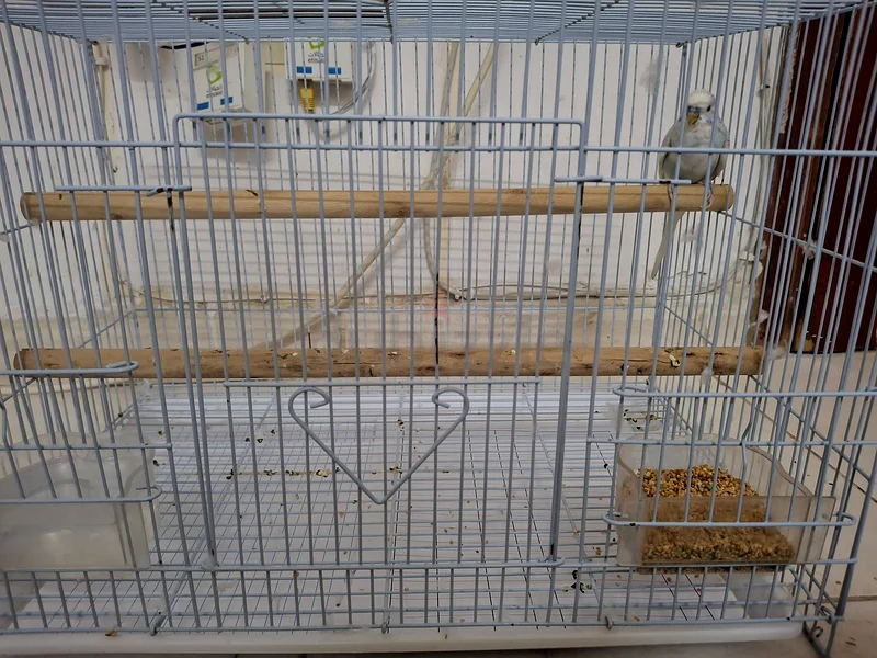 Large Metal Cage for Pets - Perfect for Birds or Small Animals!63172683941122112