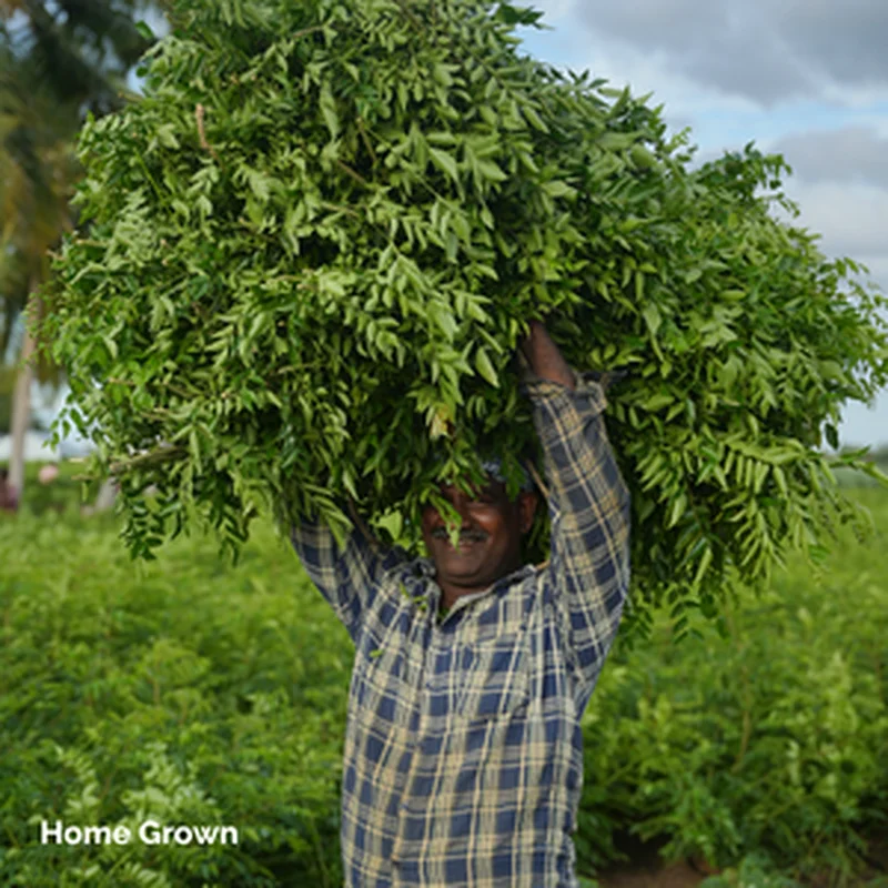 Fresh Curry Leaves Wholesale Supply – Direct from Indian Farms | Daily UAE Deliveries!63217828918146111