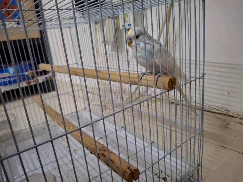 Large Metal Cage for Pets - Perfect for Birds or Small Animals!63172683941122114