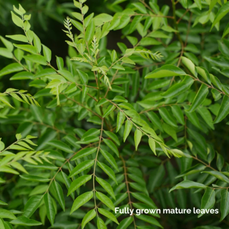 Fresh Curry Leaves Wholesale Supply – Direct from Indian Farms | Daily UAE Deliveries!632178289181461115