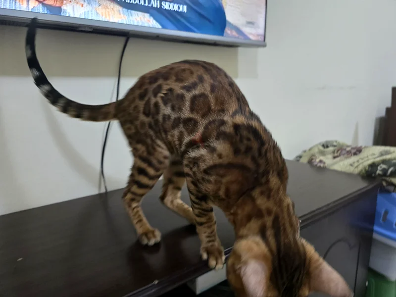 قطط البنغال63231687618435111