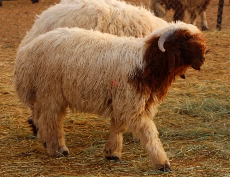 Livestock Trading63258137257217111