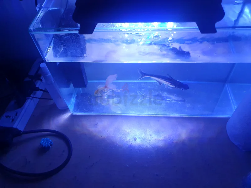 Aquarium Paradise: Stunning Fish for Sale! 4 fish and filter light all63233645139585111