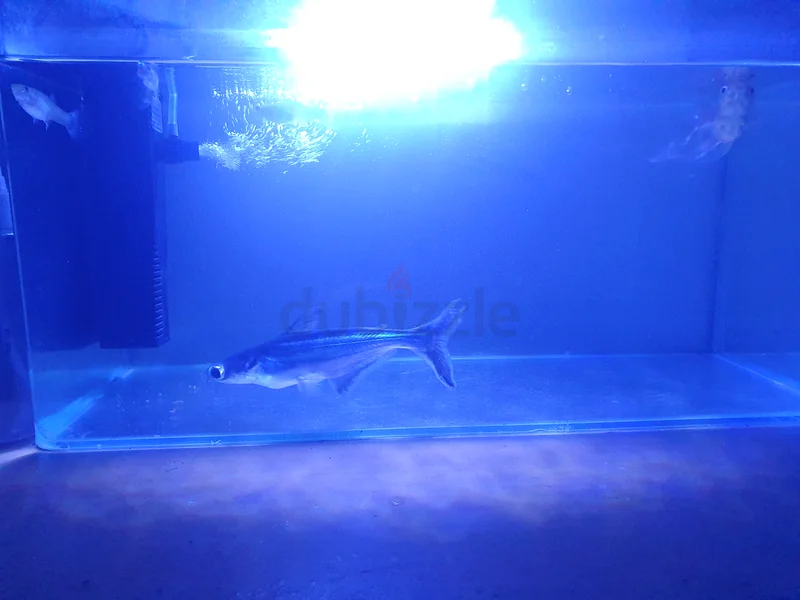 Aquarium Paradise: Stunning Fish for Sale! 4 fish and filter light all63233645139585112
