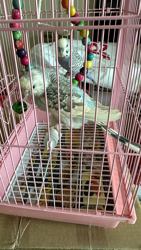 Charming Budgie Bird Cage with Colorful Accessories!63231686338307111