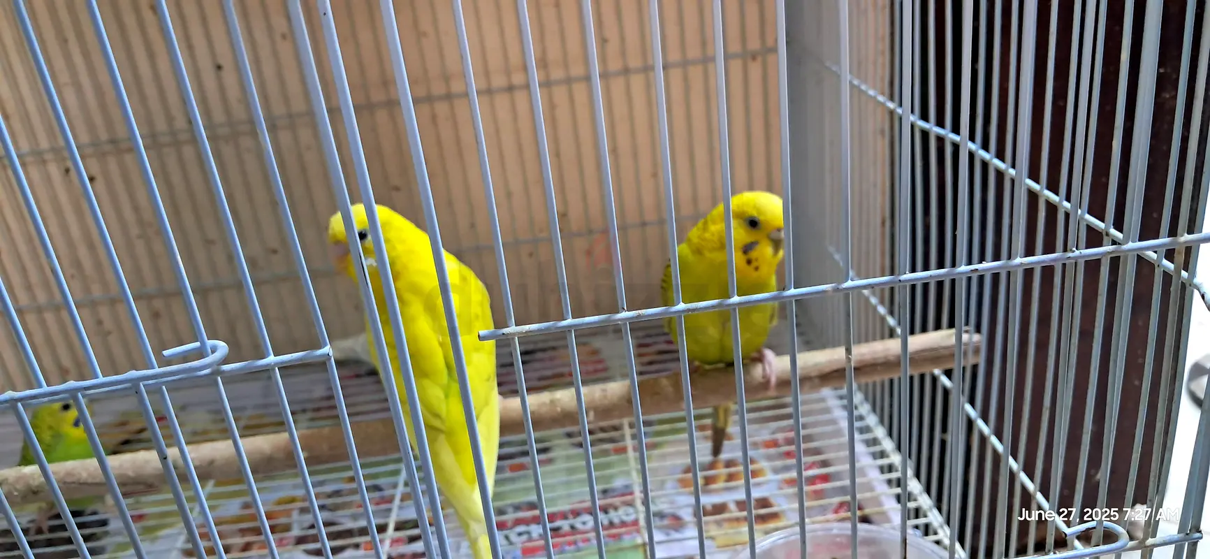 Budgies63437708587522115