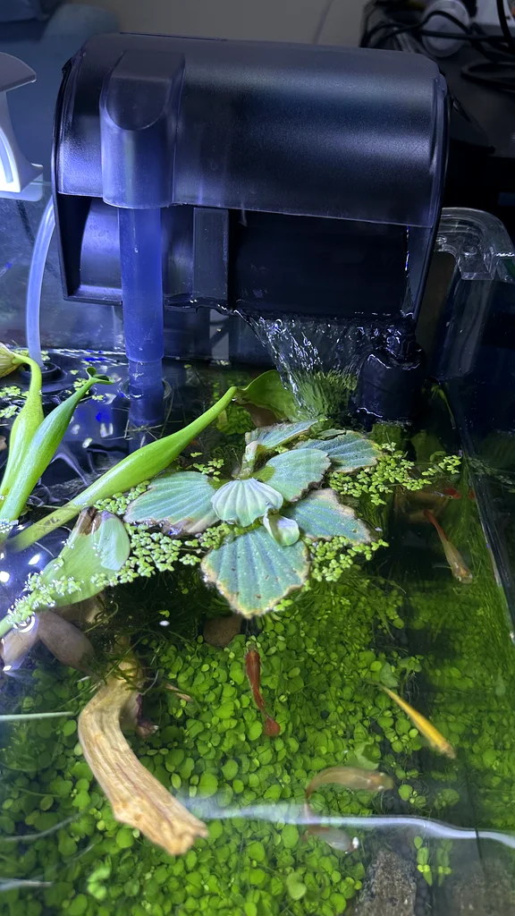 Stunning Aquascape Aquarium with Vibrant Aquatic Life!63233645171585113
