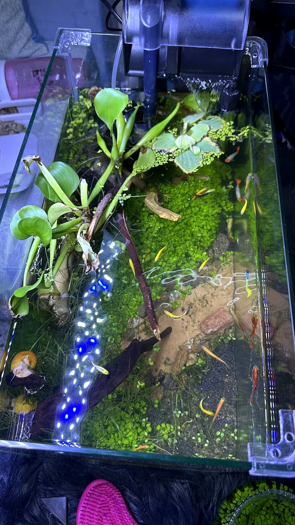 Stunning Aquascape Aquarium with Vibrant Aquatic Life!63233645171585112
