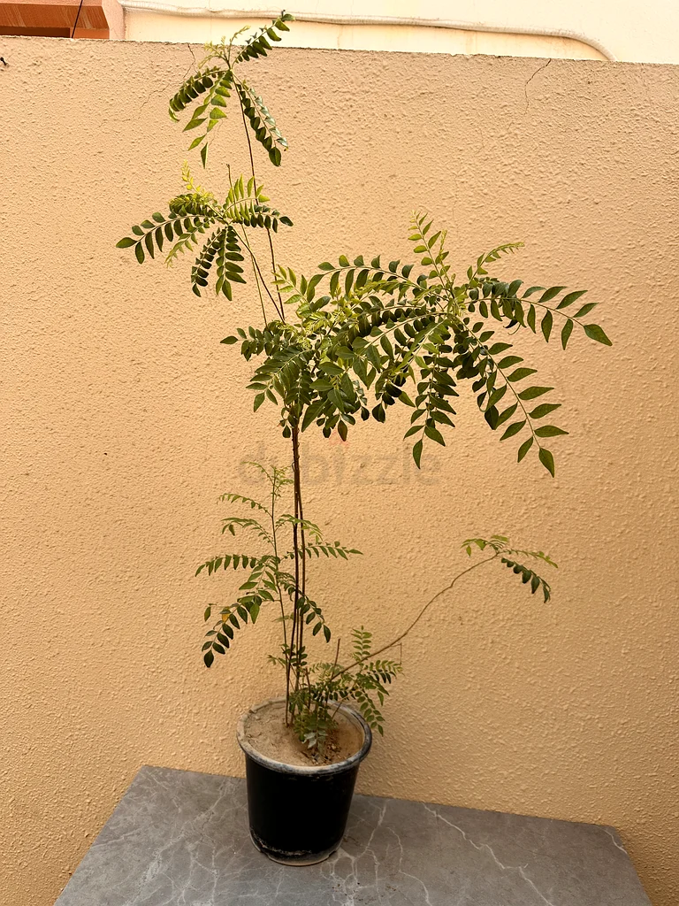 Curry Leaves plant in plastic pot big63219822630658110