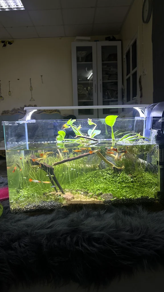 Stunning Aquascape Aquarium with Vibrant Aquatic Life!63233645171585111