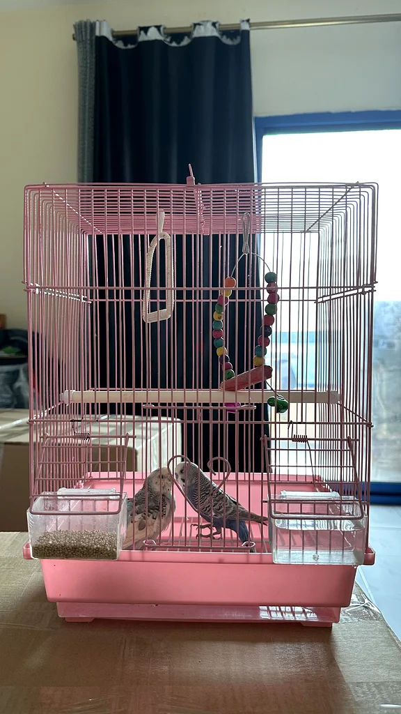 Charming Budgie Bird Cage with Colorful Accessories!632316863383071128