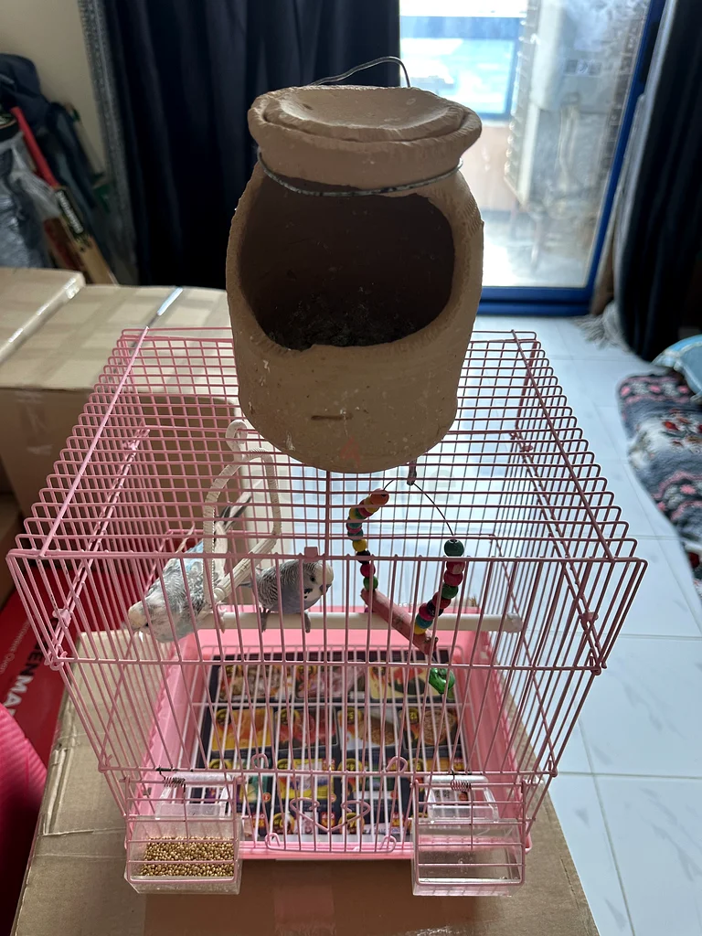 Charming Budgie Bird Cage with Colorful Accessories!63231686338307112