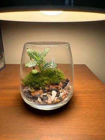 Beautiful Indoor Terrarium with Unique Plants