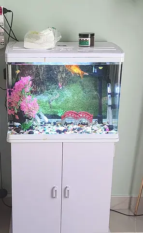 Beautiful Aquarium with Fish and Accessories