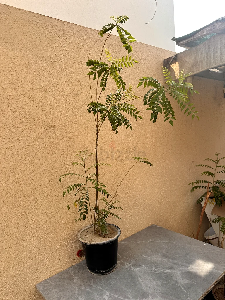 Curry Leaves plant in plastic pot big63219822630658112