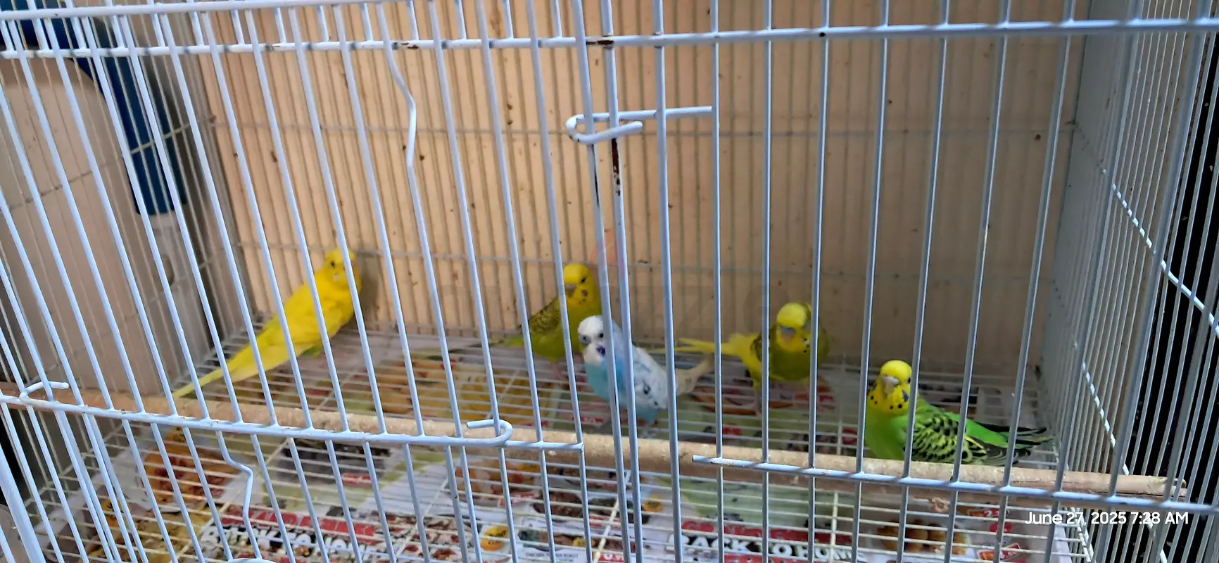 Budgies63437708587522116