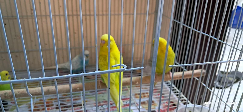 Budgies63437708587522114