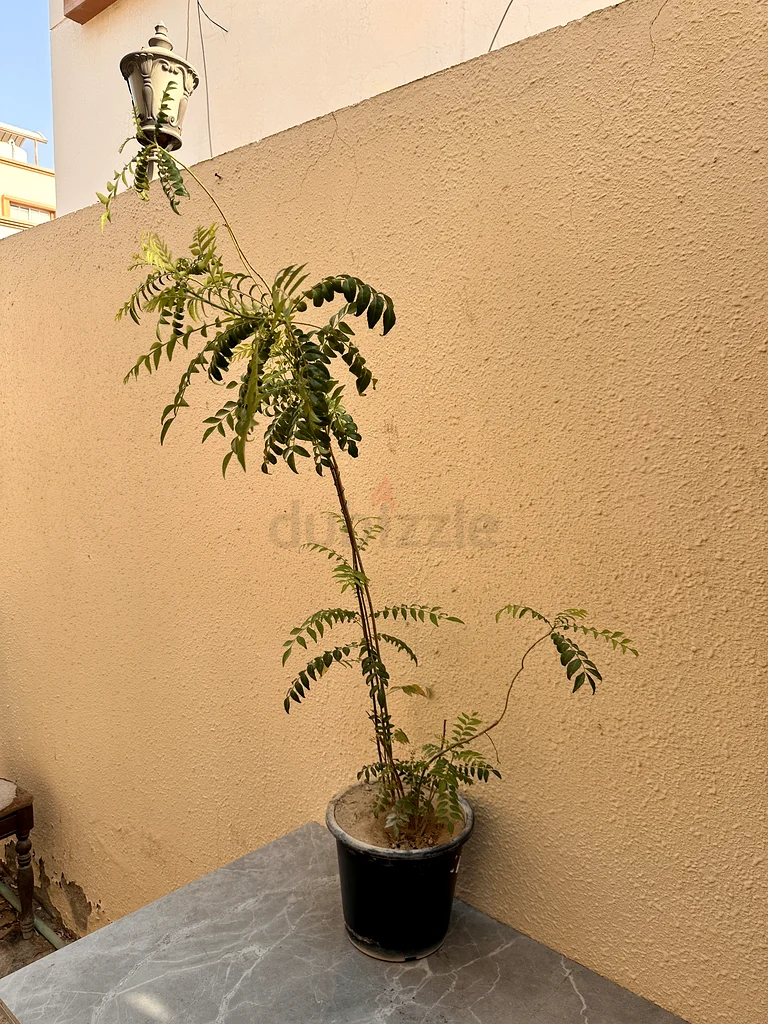 Curry Leaves plant in plastic pot big63219822630658111