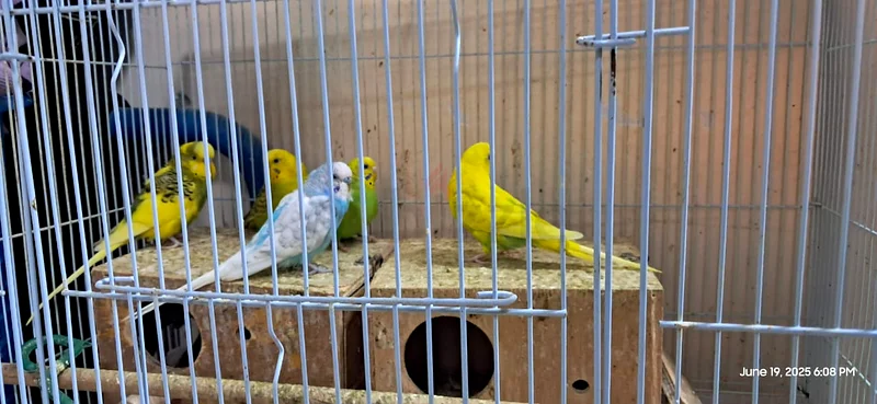 Budgies63437708587522111