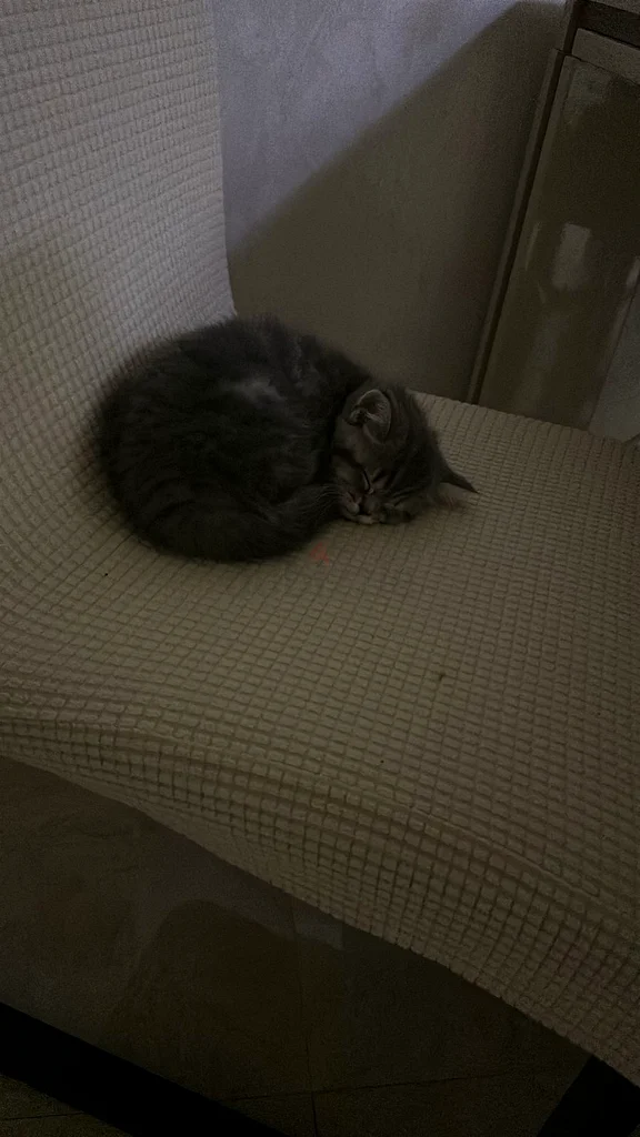 British Shorthair cat 57 days old632316875392031111
