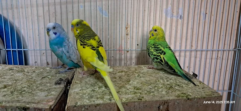Budgies634377085875221110