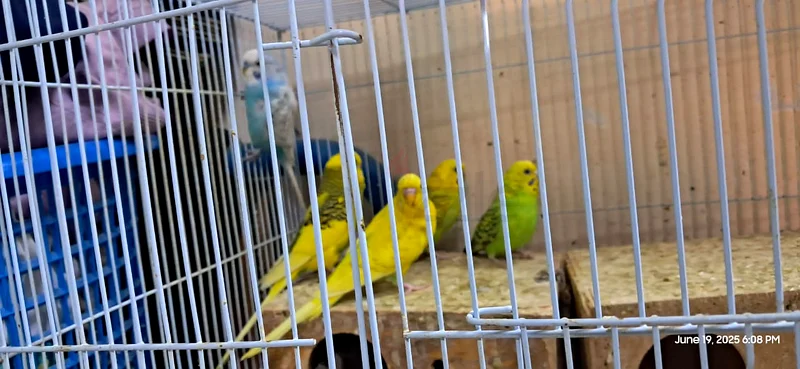 Budgies63437708587522112