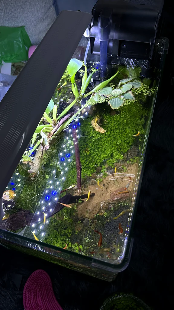 Stunning Aquascape Aquarium with Vibrant Aquatic Life!632336451715851113