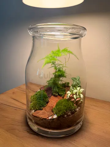 Lush Indoor Terrarium – A Touch of Green for Your Home