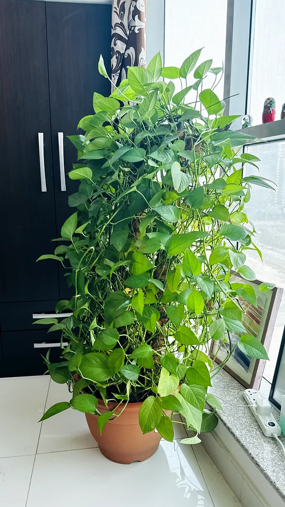 نبات الأموال الممتاز ذو القطب المزدوج63215384425089113