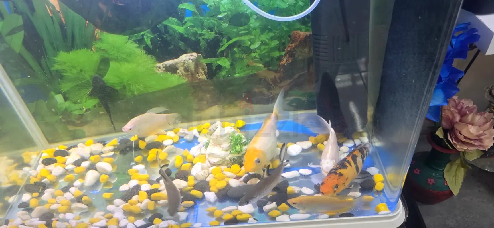 Vibrant Aquarium